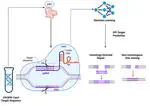 Minimizing Off-Target Effects of CRISPR-Cas9 With Optimized sgRNA: Evaluation of Efficiency and Specificity in the Tumor Protein 53 (TP53) Region